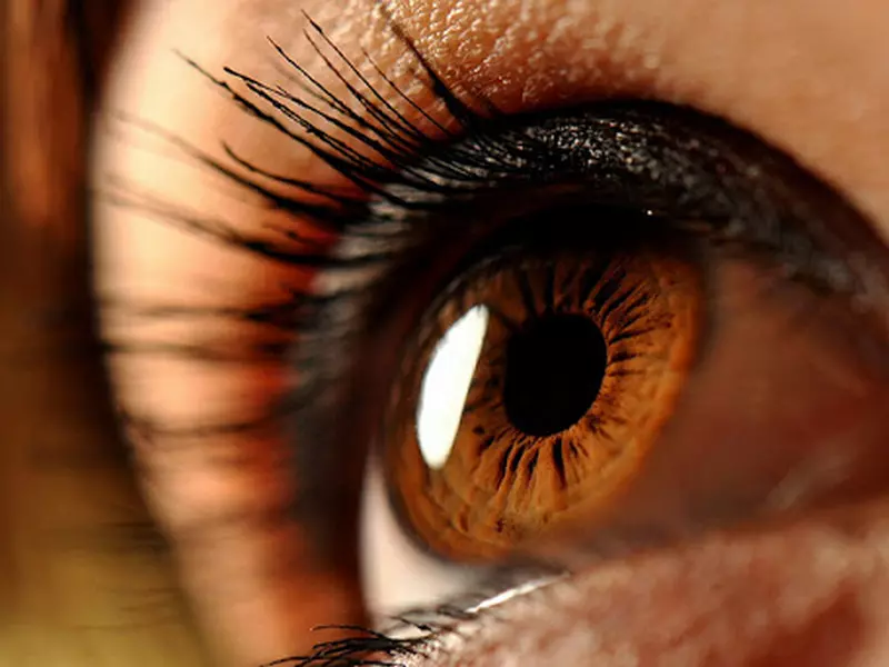 freshlook-lenses